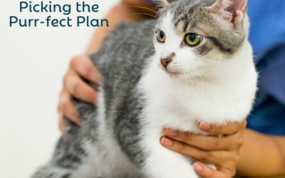 My Top 3 Picks for 2025: Plans That’ll Have You Purring